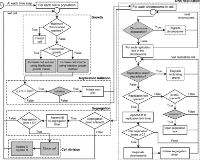 Figure 2. Heterogeneous multiphasic growth (HMG) simulation algorithm. This ﬁgure summarizes the algorithms used to advance our agent-based “”
