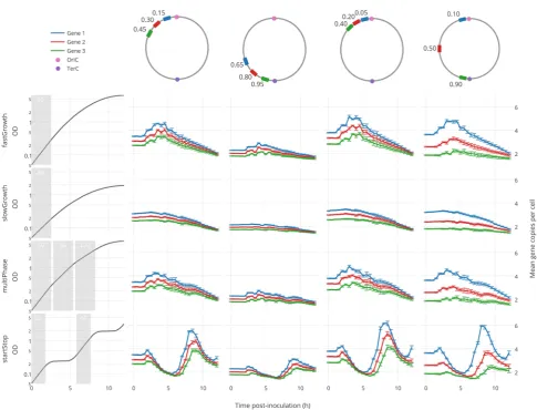 Figure 5. HMG simulator-based prediction of gene dosage edosage dynamics over a range of hypothetical growth curves (left column)