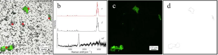 Figure 3. Microscope images of processed sand samples demonstrating selective Nile red fluorescent staining of synthetic polymers with Raman spectra of scanned particles