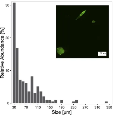 Figure 4. Relative abundance of microplastic particle sizes (np = 199) from all sea surface samples analysed via automated counting of fluorescent particles using 109 different microscope fields (one image shown as example)