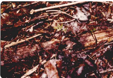 Fig 1.3 Young shoot sprouting from a mature vine which has rooted at the node. 