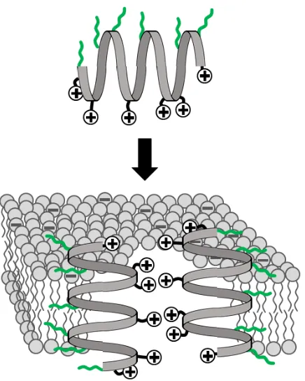 Fig. (1). Schematic representation of the mode of action of AMPs 