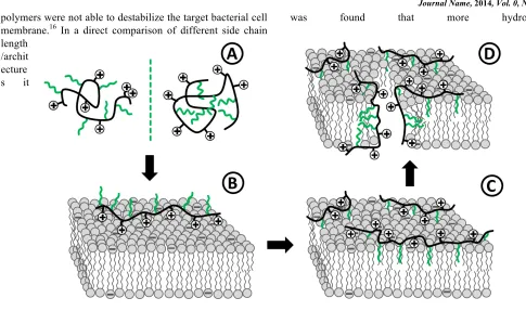 Fig. (2). Schematic representation of the mode of action of AMP mimicking polymers. A) Polymer in solution as either random coil (left) or partially segregated (and possibly aggregated, right)