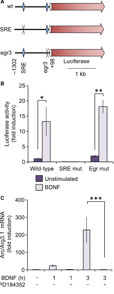 Fig. 5. The Arc/Arg3.1 promoter is regulated by a SRE. (A) A�1302 to +98 fragment of the mouse Arc/Arg3.1 promoter wasclonedintoaluciferasereporter.AnalysisofthissequencerevealedthepresenceofaSREandbindingsiteforEgrtranscription factors