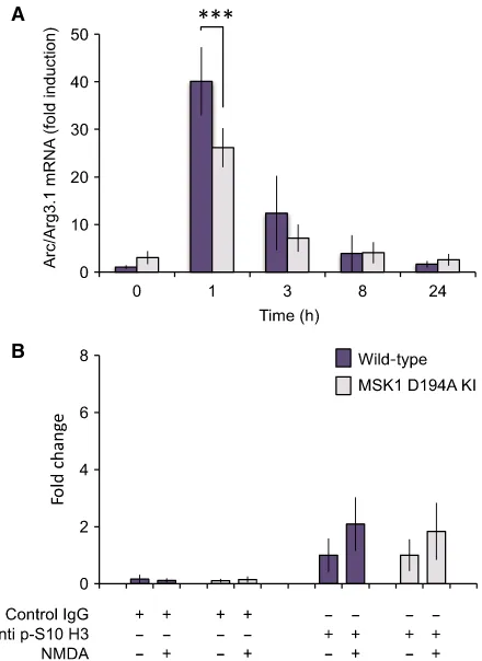 Fig. 6. MSK1 activity is not critical to the induction of Arc/Arg3.1the use of the anti p-S10 H3 antibody, a two-way ANOVA showedno signiﬁcant effects of NMDA treatment (prepared for ChIP prepared as described in the Methods