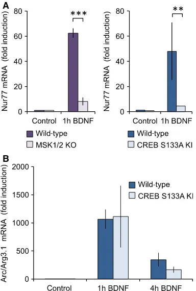 Fig. 3. Arc/Arg3.1 mRNA induction by BDNF is independent ofCREB phosphorylation. (A) Wild-type, MSK1/2 knockout or CREBS133AKIcorticalneuronalcultureswerestimulatedwith50 ng�mL�1 BDNF for 1 h and the induction of nur77 mRNAdetermined by qPCR