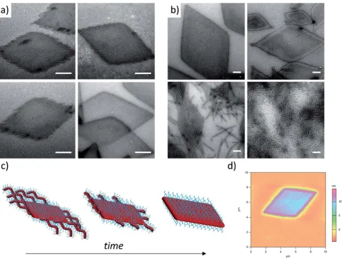 Fig. 2(a) TEM micrographs of coronabottom right). Samples were self-assembled in ethanol at 90copolymers of corona6 h (bottom left) and 8 h (bottom right) before cooling to room temperature