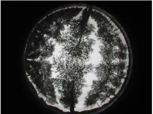 Fig 10. Example of a hemi-spherical photograph taken below an eleven-year-old widely-spaced  poplar plantation (10 m x 6.4 m spacing)  