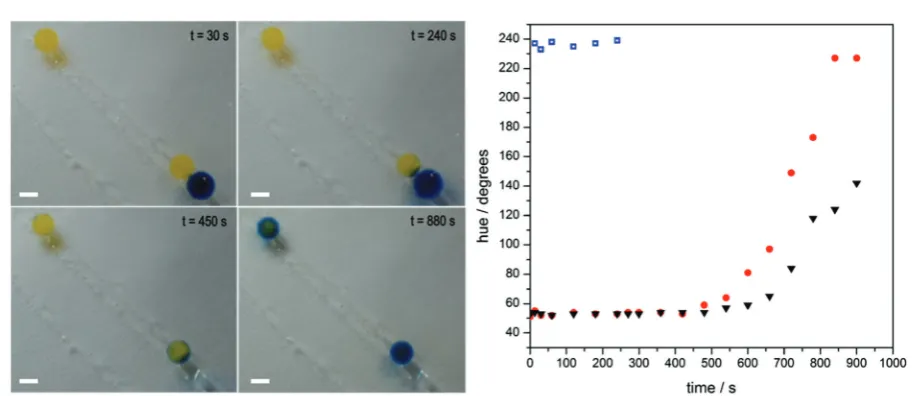 Fig. 4Communication between gels. Sodium alginate gel beads containing 0.008 g L�1 of urease and the indicating dye bromothymol blue (BMB) areplaced in a bath of urea at pH 3.50 (the yellow beads at 30 seconds)