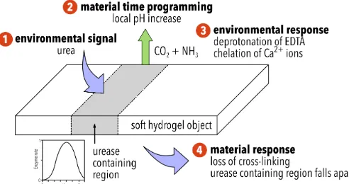 Figure 
   1 
   Schematic 
   describing 
   the 
   behaviour 
   of 
   ionically 
  cross-­‐linked 
   hydrogel 
  objects: 
   (1) 
  the 
  semi-­‐permeable 
   soft 
  object 
   converts 
   the 
   fuel 
   source, 
   urea, 
  to 
  ammonia, 
   