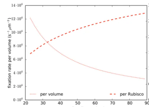 Fig. 9. Net carbon assimilation rates per cell volume and per Rubisco enzyme. The assimilation rates are compared along the optimal-geometry line (the red line in Fig. 3)