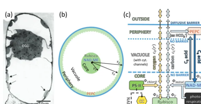 Fig. 1. Modelling a arrows represent diffusion). Other arrows represent the CBienertia mesophyll cell