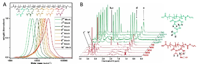 Figure 1. A) DMF-SEC chromatograms for successive chain extensions of M50BOC; B) 1H NMR spectra of SAMPs on the example of homopolymers and multiblock copolymers before and after deprotection in DMSO and DO respectively