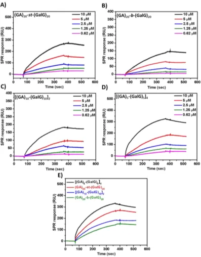 Figure 4. SPR sensorgrams showing concentration-dependent interactions between glycopeptides and RCA120: A) (GA)20-st-(GalG)20; B) (GA)20-b-(GalG)20; C) [(GA)10-(GalG)10]2; D) [(GA)5-(GalG)5]4; E) Comparison of the binding of all glycopolypeptides to RCA12