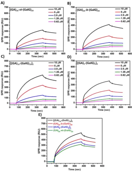 Figure 5. SPR sensorgrams showing concentration-dependent interactions between glycopolypeptides and Galectin-3: A) (GA)20-st-(GalG)20; B) (GA)20-b-(GalG)20; C) [(GA)10-(GalG)10]2; D) [(GA)5-(GalG)5]4; E) Comparison of the binding of all glycopolypeptides 