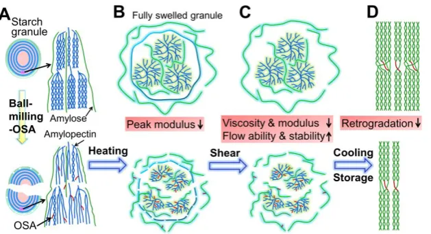 Fig. 5 Changes in storage modulus (G') with cooking and cooling for the starch subjected to the BM/OSA modification for 0, 3, 10, 30 or 50 h
