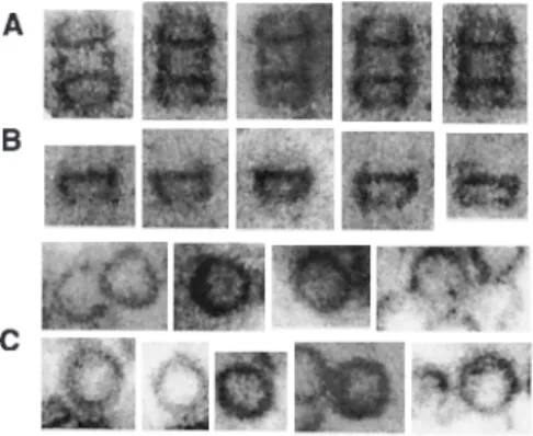 Fig. 3. Montage of pIV species from bright-field STEM images of methylamine vanadate–stained specimens as described in Fig