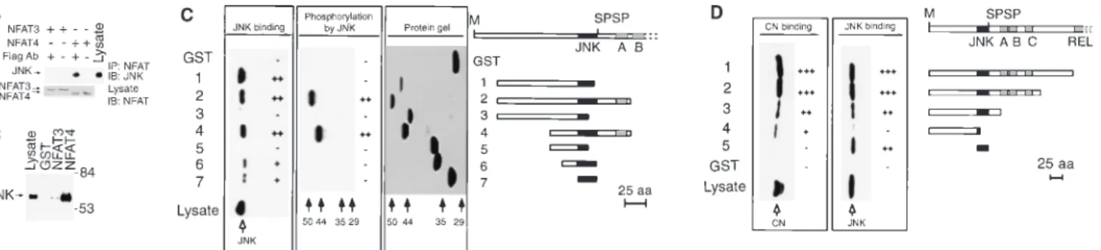 Fig. 1. Interaction of NFAT4 with the JNK protein kinase. (A) NFAT4 and JNK interact in vivo