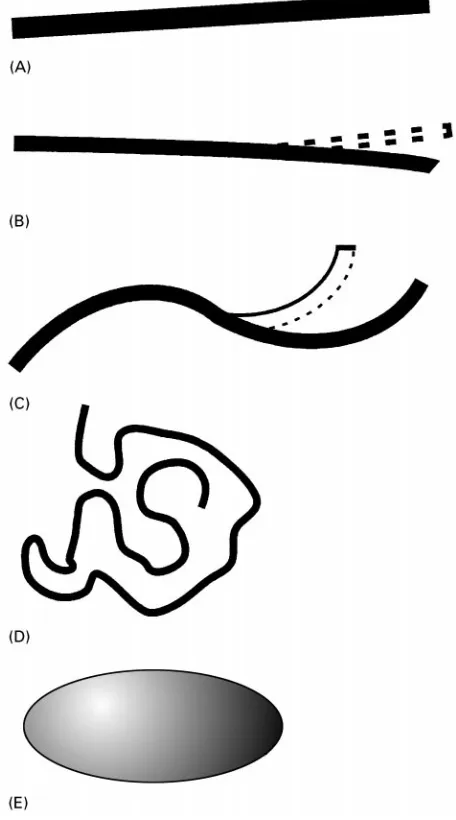 Figure 2More detailed conformation representations of poly-saccharides in solution: length and flexibility parameters for a lin-ear polysaccharide: L, Contour length; Lp, persistence length,defined as the projection length along the initial direction of ch