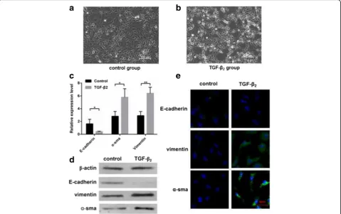 Fig. 1 TGF-β2 group cells compared to control group cells. Phase-contrast micrographs were used to observe cells in the control group (a) andTGF-β2 group (b)