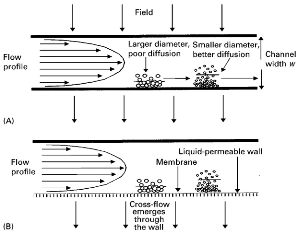 Figure 1(A) Schematic of the mechanism of FFF separation of proteins. The smaller protein, with greater diffusivity, competes moresuccessfully with the applied field and occupies a mean position further from the accumulation wall