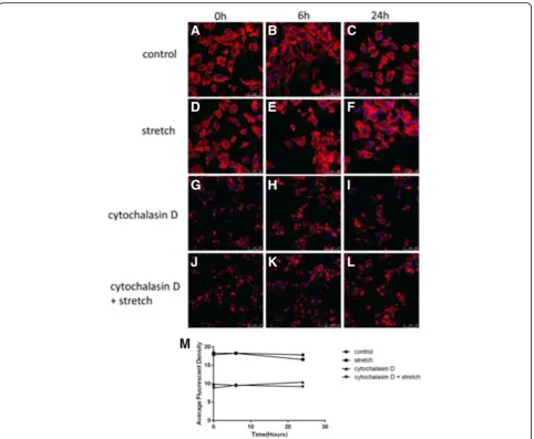 Fig. 1 Fluorescence confocal microscopic analysis of the actin cytoskeleton in the cultured human ARPE-19 cells