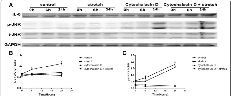 Fig. 2 IL-8 expression and JNK phosphorylation levels in RPE cells. After cyclic stretch and Cytochalasin D exposure, cell lysates were prepared, and Westernblotting analysis was performed on the indicated proteins