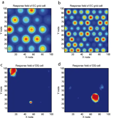 Fig. 6 Simulation of competitivewith frequencies of 4 and7 cycles. The colours show thefiring rates withlearning in the dentate gyrus toproduce place cells from theentorhinal cortex grid cell inputs.a, b Firing rate profiles of twoentorhinal cortex (EC) gr