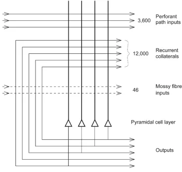 Fig. 4 Numbers of connectionsfrom three different sources ontoeach CA3 cell in the rat