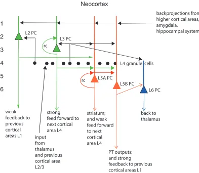 Figure 1: Functional canonical microcircuit of the neocortex (see text). Recurrent collateralconnections (rc) are shown as a loop back to a particular population of cells, of which justone neuron is shown