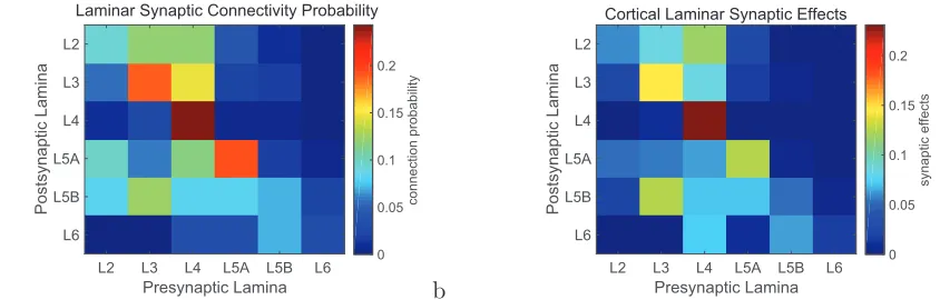 Figure 2: a. The probability of synaptic connections between pyramidal cells in diﬀerentlaminae, based on data from Lefort et al (2009)
