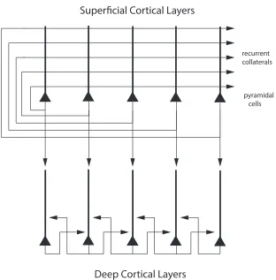 Figure 7: Schematic drawing of the cortical architecture simulated in Experiment 2. Onelocal patch or module or column of neocortex was modelled