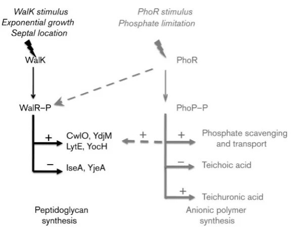 Fig. 1. Model of the relationship between theWalRK (YycFG) and PhoPR regulons duringgrowth and phosphate limitation in B