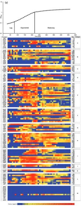 Fig. 2. Heat map representation of the activitiescells (left hand side) growing in LPDM and(right hand side) upon addition of phosphate tocells that were phosphate starved for 3 h.Categories: A, transcriptional regulators; B, celldivision; C, cell shape; D