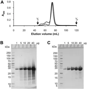 Fig. 3. Purification and characterization of Δ7 DgkA. (a) Size exclusion chromatography analysis 