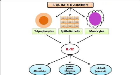 Figure 1 Production of IL-32 by various body cells, namely, epithelial cell lines, T-lymphocytes and monocytes, and itsinvolvement in different cellular processes including cell differentiation and cell death, as well as interactions with theimmune system.