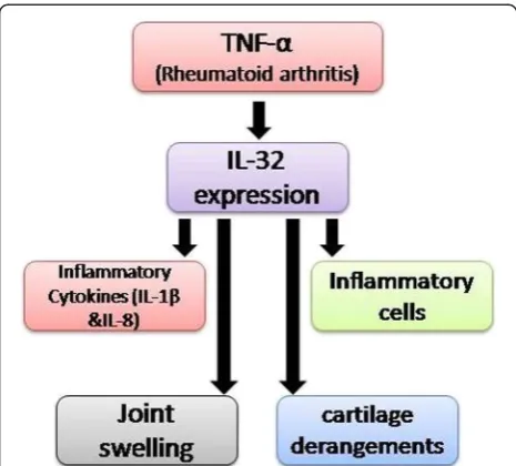 Figure 2 Mechanism of pathogenesis of autoimmune disease,rheumatoid arthritis (RA). In a classical pathway, pro-inflammatorycytokines TNF-α induce expression of IL-32, which leads not only toprogression of disease but may cause injury.