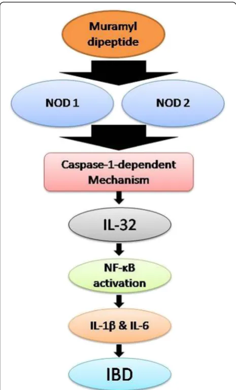Figure 3 Mechanism of pathogenesis of inflammatory boweldisease (IBD). IBD pathogenesis is initiated by bacterial peptidoglycan,which induces caspase-1-dependent mechanism by NOD1 and NOD2,which enhanced the expression of IL-32