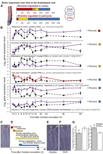 Figure 4. Cortical and Pericycle Cells Partition Defense and Developmental Responses to Rhizobia.