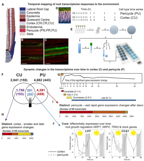 Figure 1. Time-Series Proﬁling of Gene Expression within Isolated Cortical and Pericycle Cells Reveals Dynamic and Cell-Type Distinct Transcriptomes.(A) Schematic of an Arabidopsis root tip, illustrating different cell types.(B) and (C) Confocal microscopy