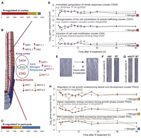 Figure 2. The Nitrogen Response Is Spatially Directional and Highly Cell-Type Speciﬁc.
