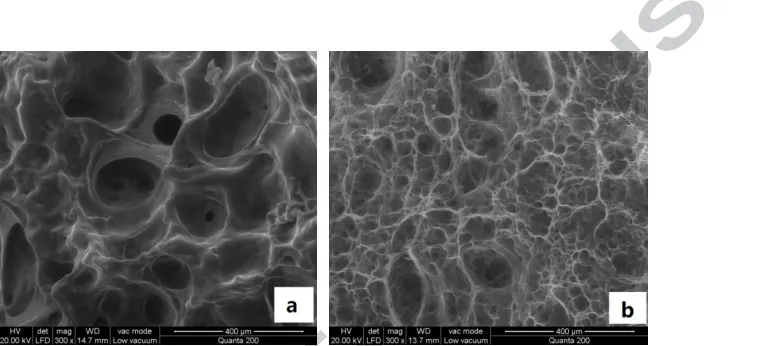 Fig. 5. SEM images of the swollen hydrogels of SBSAP/urea-M1 and SBSAP/urea-M2 (starch type: 200%)