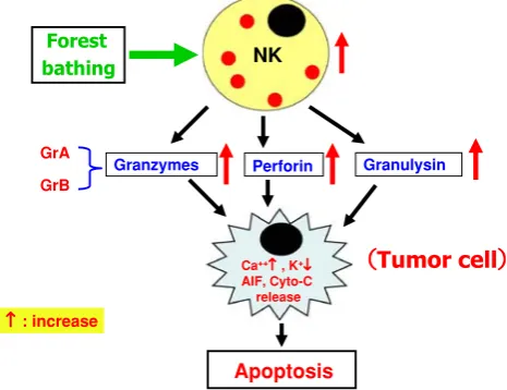 Fig. 9 Effect of a forest bathing trip on adrenaline and noradrenalinectrip on urinary adrenaline concentration in male subjects (adrenaline concentration in male subjects (concentrations in urine