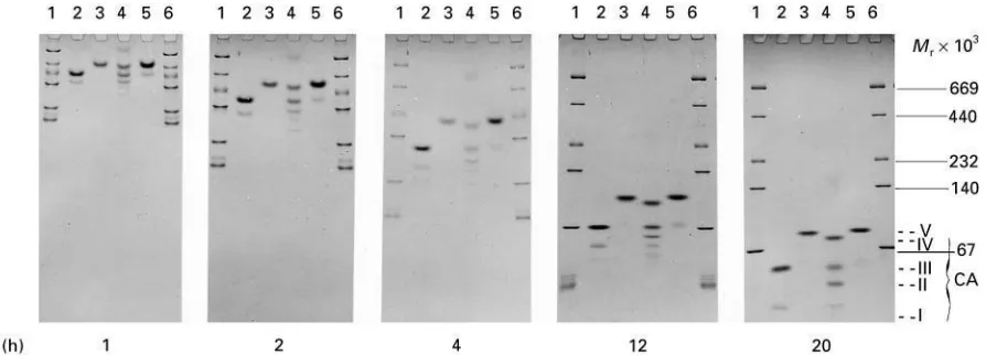 Figure 9Time-dependent migration patterns of marker proteins and carbonic anhydrase (EC 4.2.1.1) (iso)enzymes from mam-canine