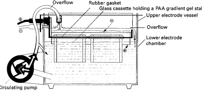 Table 1Buffer systems used in porosity gradient gel electrophoresis to separate native proteins