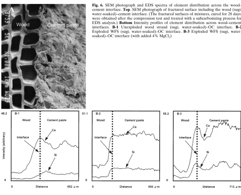 Fig. 6. SEM photograph and EDS spectra of element distribution across the wood–Exploded WFS (sugi, water-soaked)–OC interface