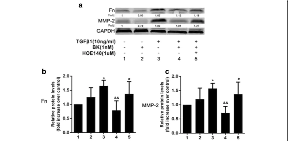 Fig. 4 Effect of BK on TGF-in five groups.β1-induced Fn and MMP-2 protein expression in RPE cells