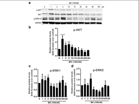 Fig. 5 Effect of 100 nM BK on Akt and Erk1/2 phosphorylation in RPE cells during different periods.phosphorylation levels increased most significantly after 5 min of BK stimulation