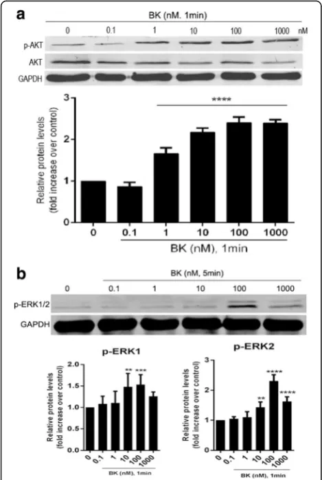 Fig. 7 a Effect of BK on TGF-β1-induced Akt phosphorylation in RPEcells. a TGF-β1 facilitated significant increases in Akt phosphorylationlevels in treated RPE cells compared to control cells; however, thiseffect was inhibited via incubation with BK before