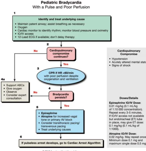 Figure 2. PALS Bradycardia Algorithm.